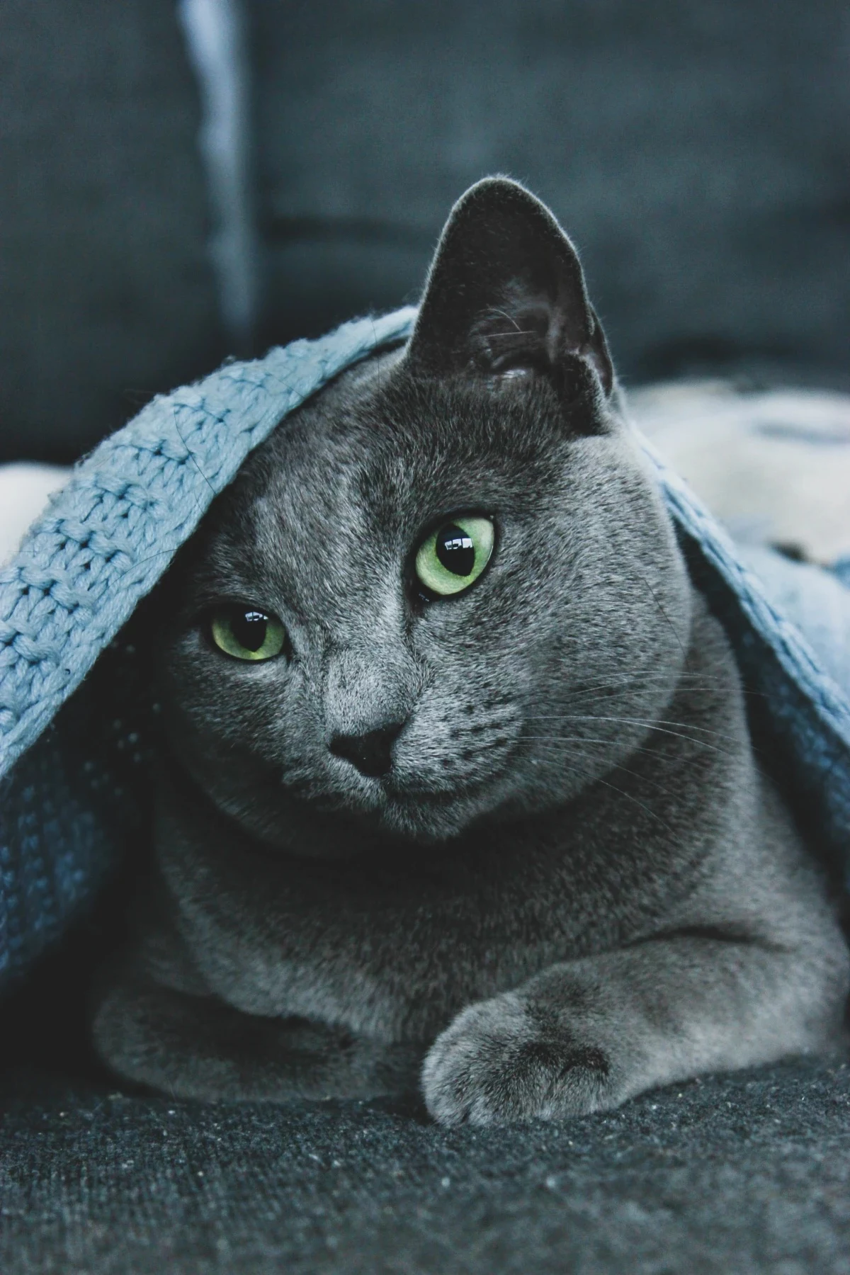 russian blue cat with green eyes