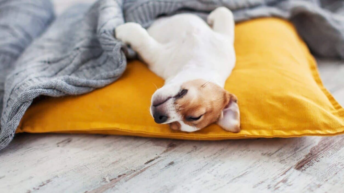 small dog sleeping on pillow