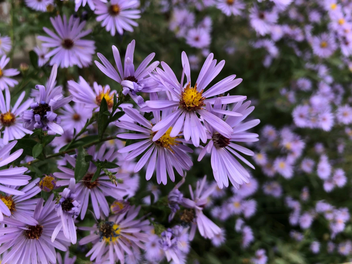 small purple aster flowers