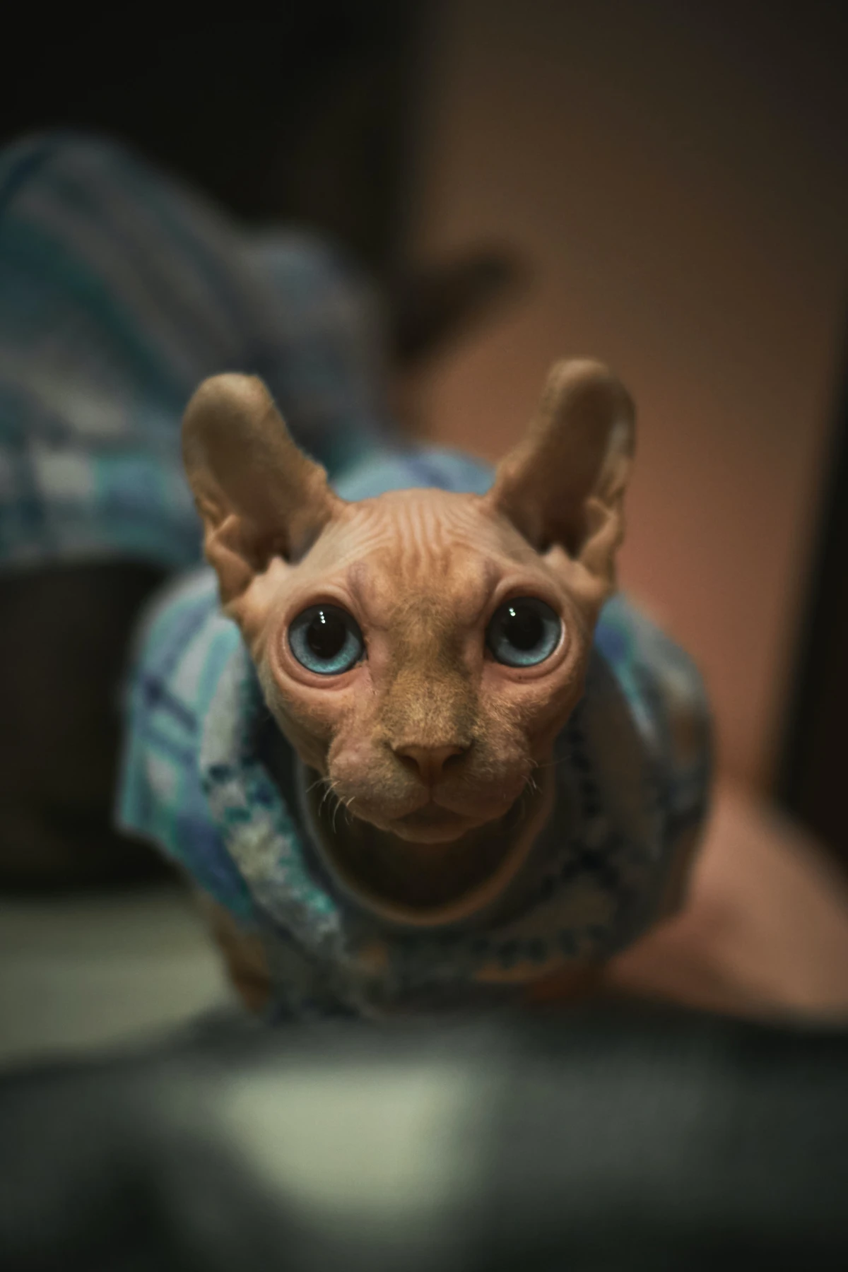 sphynx cat with sweater