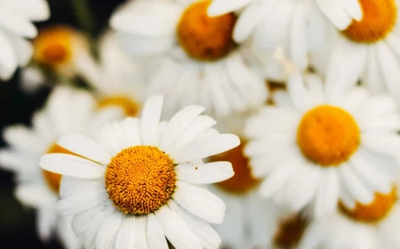 stress relieving plants chamomile flowers