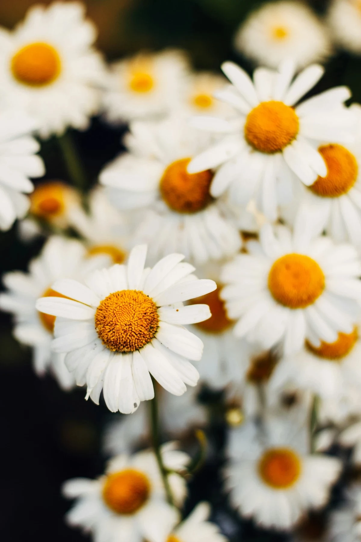 stress relieving plants chamomile flowers