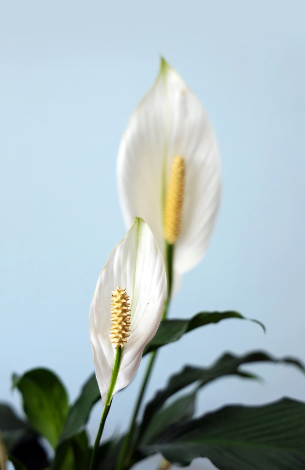 stress relieving plants peace lily