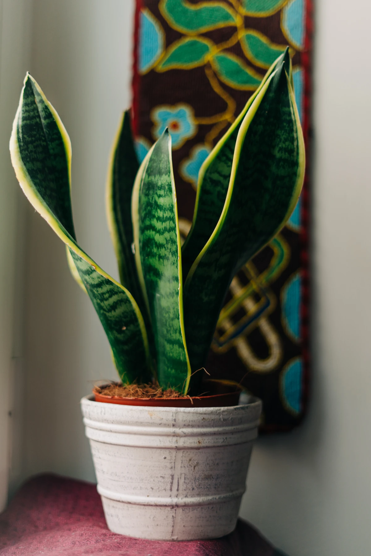 stress relieving plants snake plant in a pot