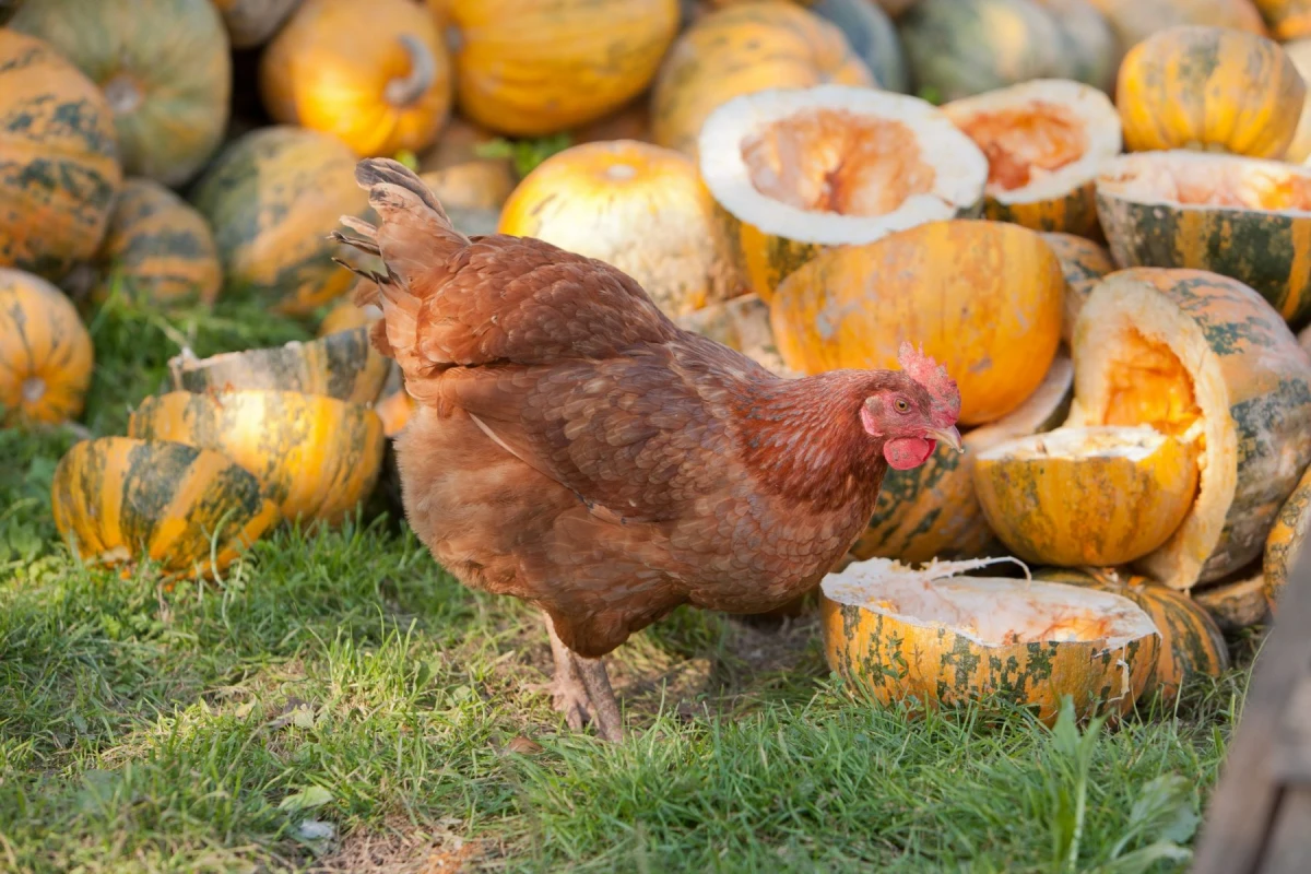 use pumpkin guts chicken eating pumpkin