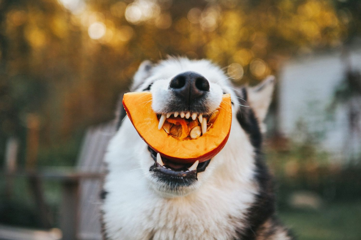 ways to use pumpkin guts dog food