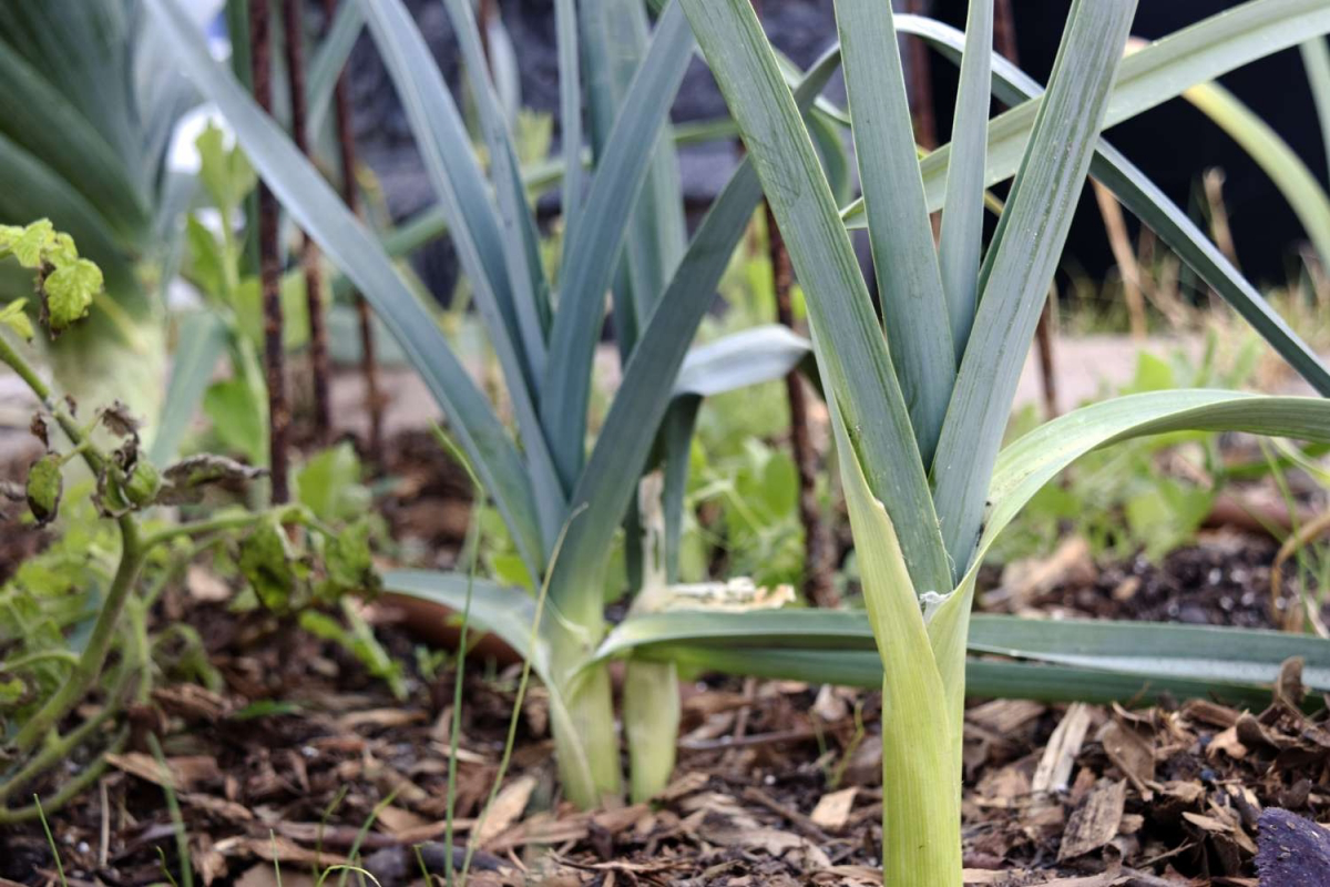 what veg to plant in october and november