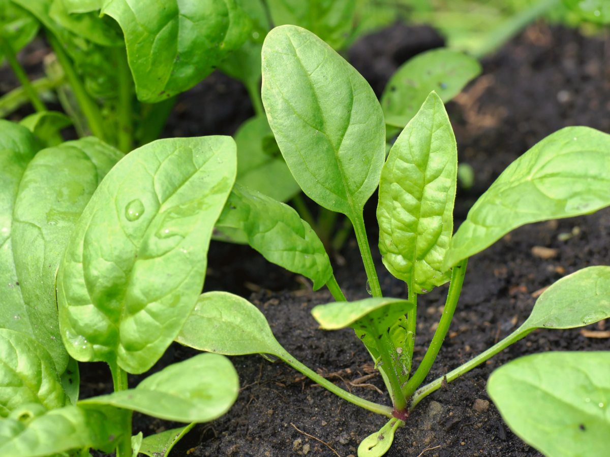 what vegetables are good to plant in november