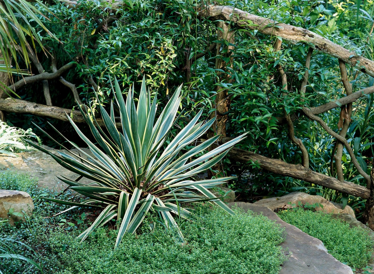yucca evergreen shrubs for a cottage garden