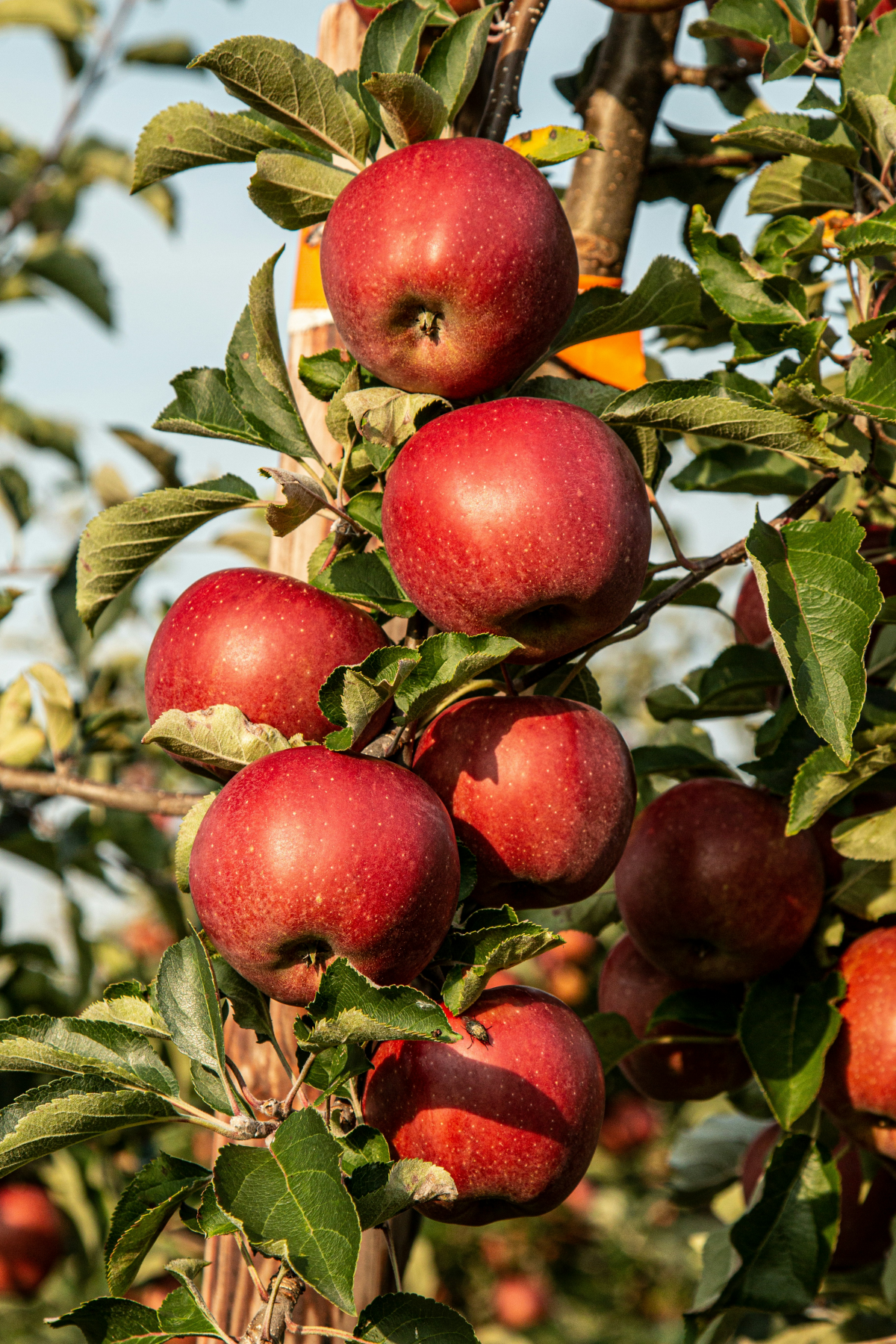 apples growing on a tree