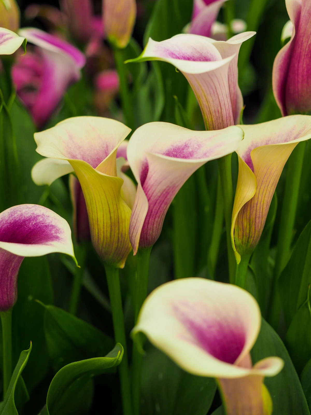 best spring flowers calla lilies