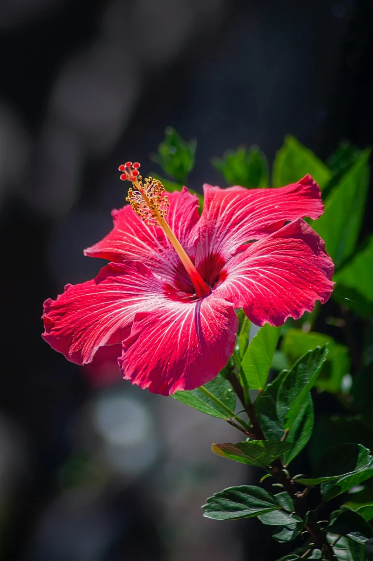 bright pink hibiscus flower