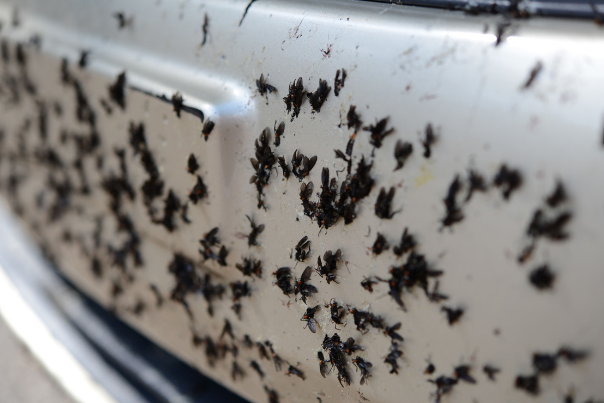 bugs invaded car