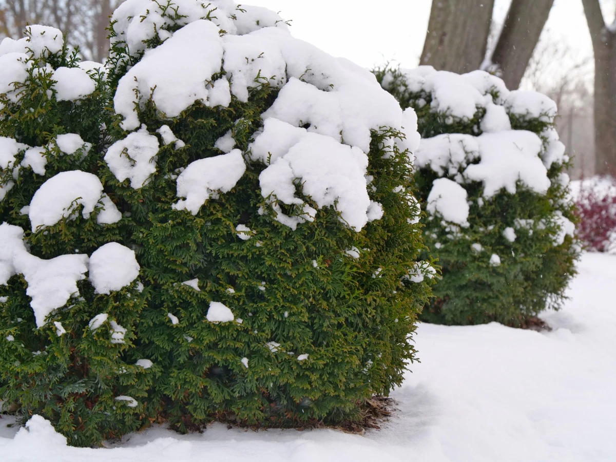 evergreen shrub in the winter