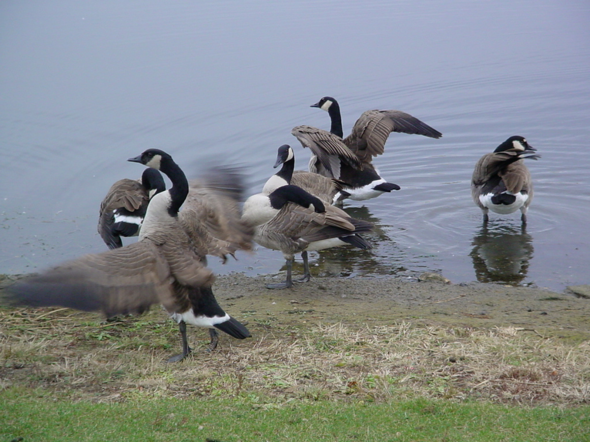 geese in a pond