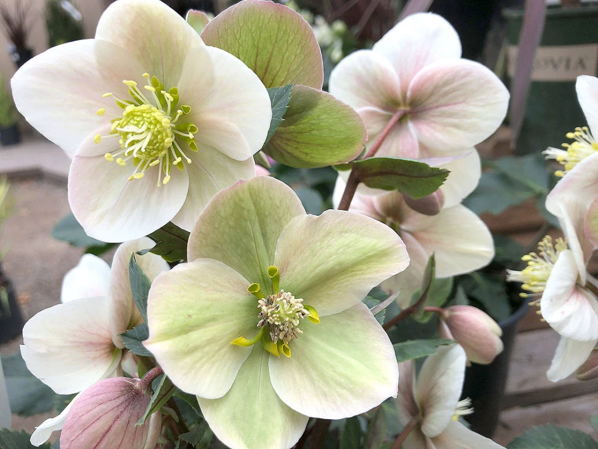 hellebores flowers in white green and pink
