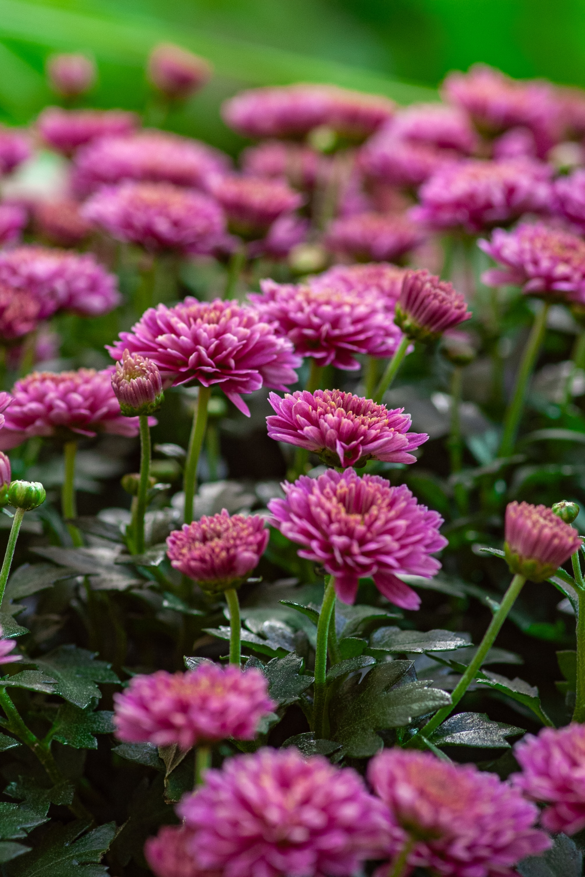 how to winterize mums pink chrysanthemums