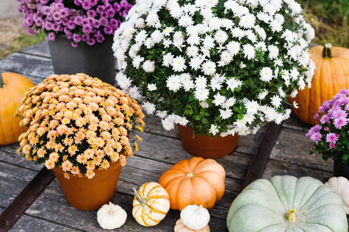 how to winterize mums potted chrysanthemums