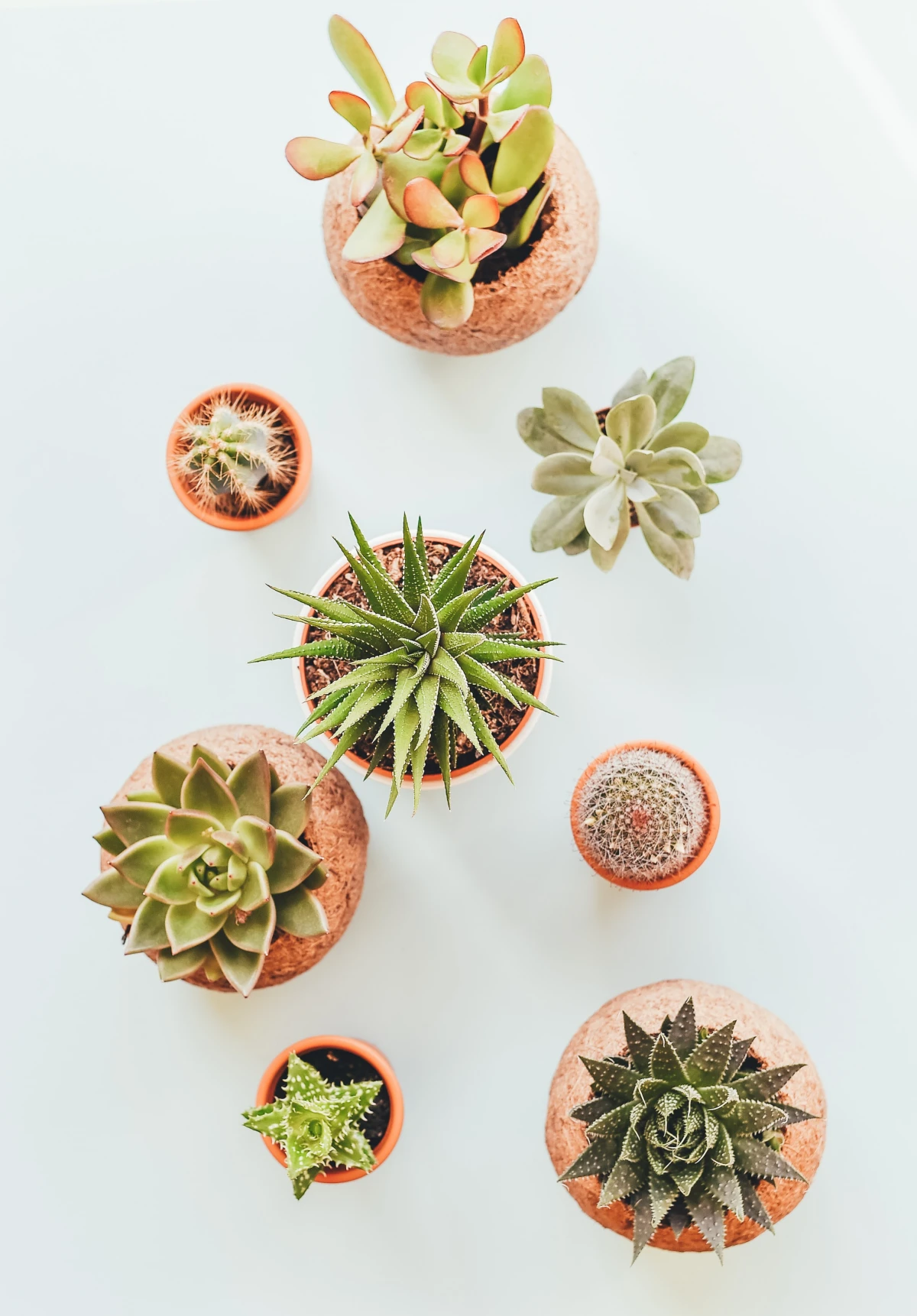 mini succulents in pots
