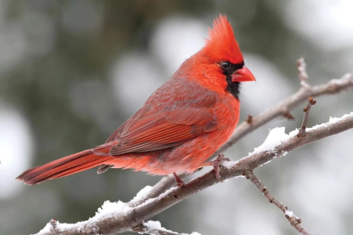 nothern cardinal branch songbird