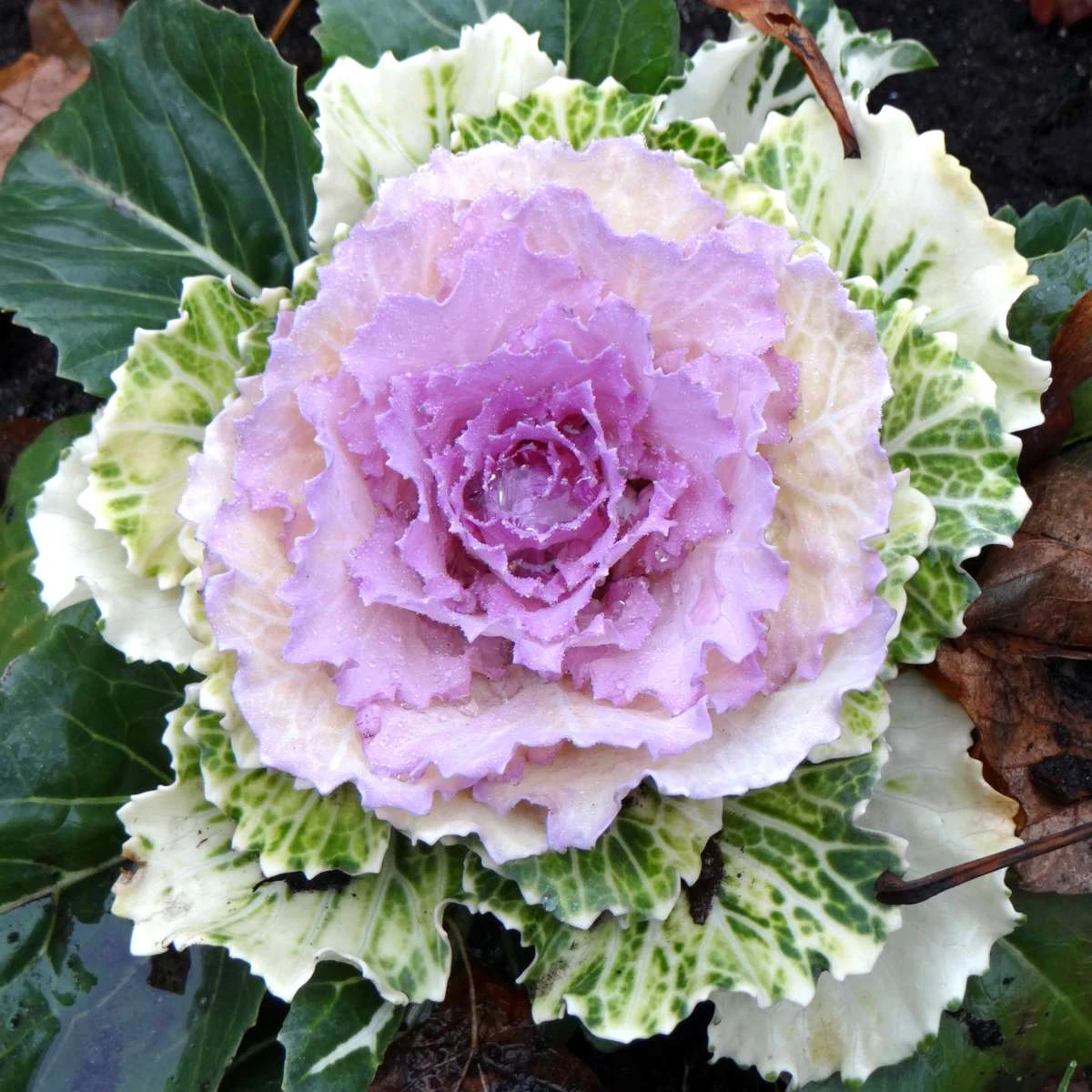 ornamental purple and green cabbage