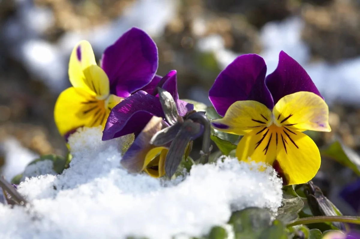 outdoor winter flowers pansies in the snow