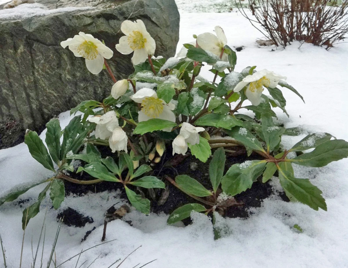 outdoor winter plants hellebores