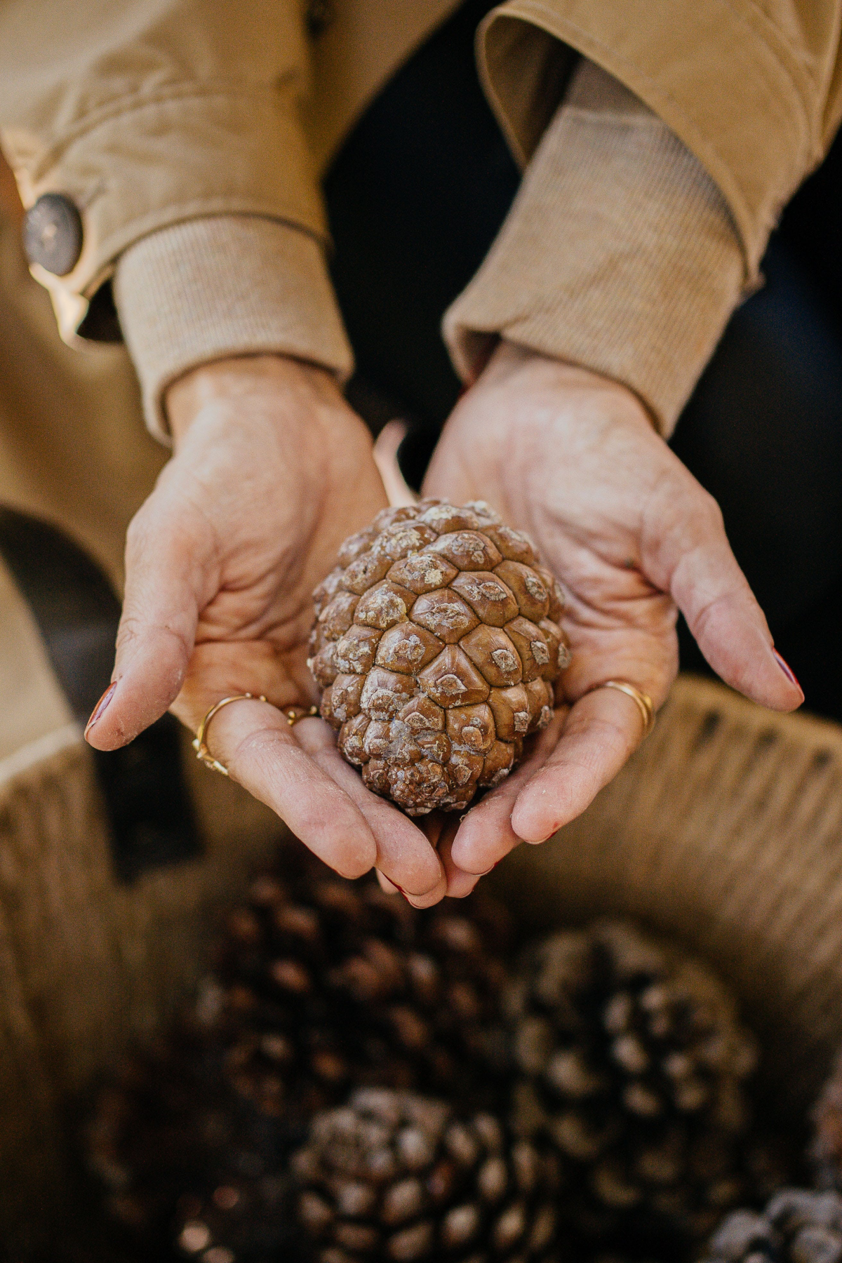 pine cone in womans hands