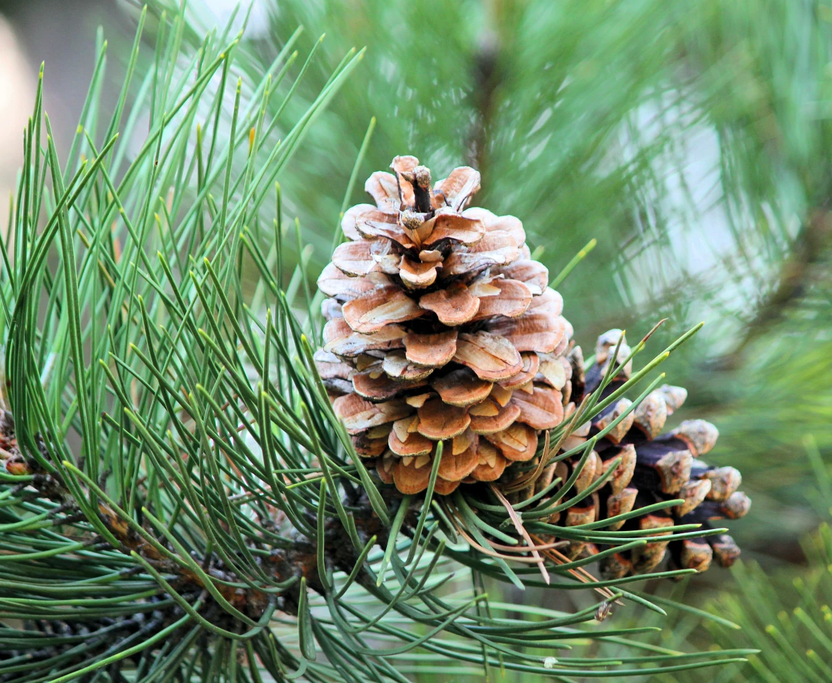 pine cones on branches