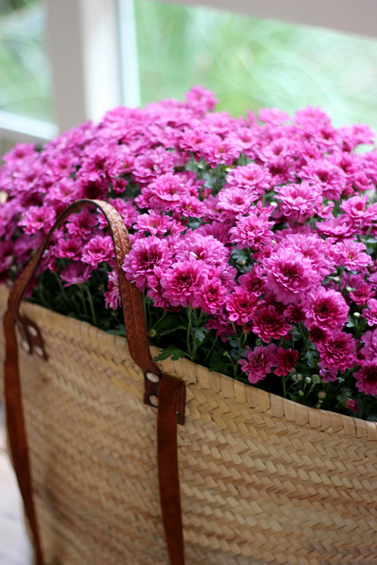 purple chrysanthemums in a basket