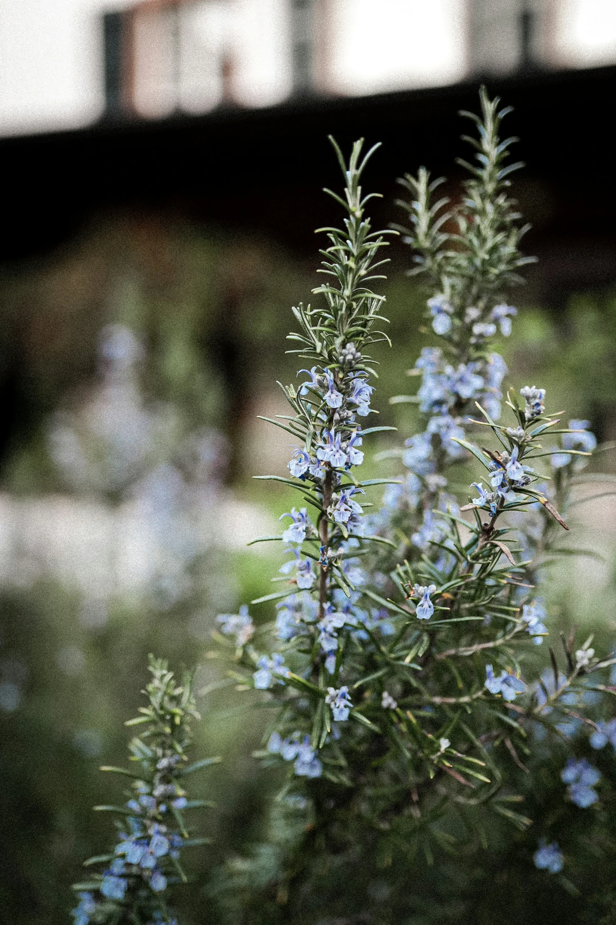 rosemary with purple flowers