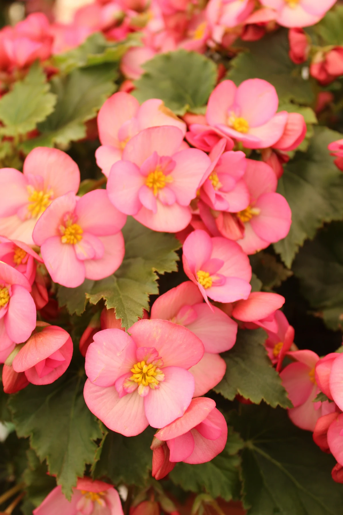 small pink begonia flowers