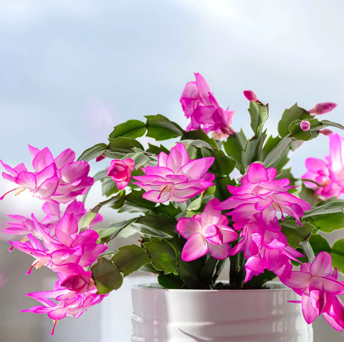 thanksgiving cactus cactus in pink