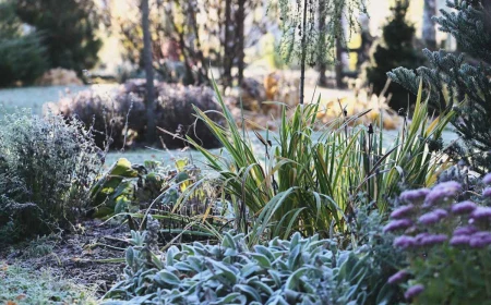 what gardening can you do in winter