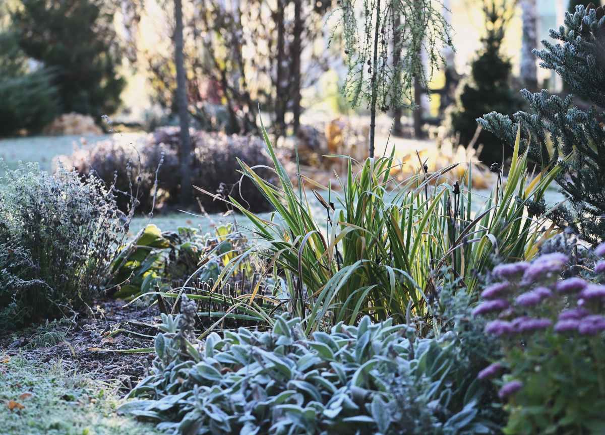 Your Guide to Successful Winter Gardening: 6 Essential Tasks