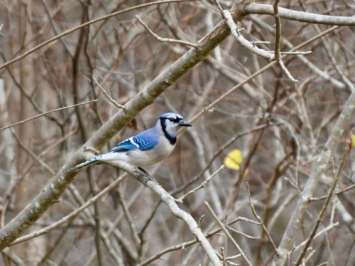 winter birds blue jay bird in between branches