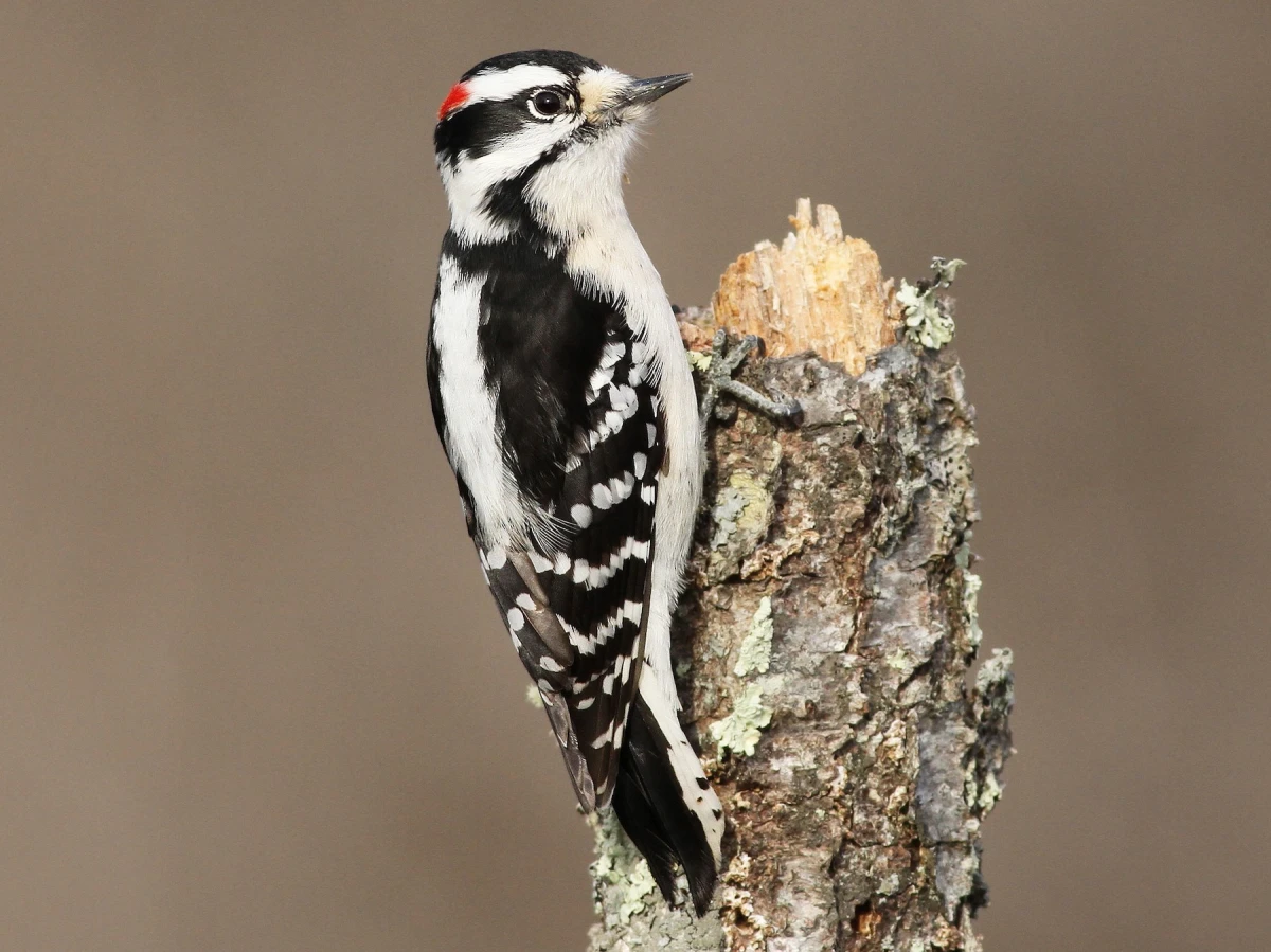 winter birds downy woodpecker