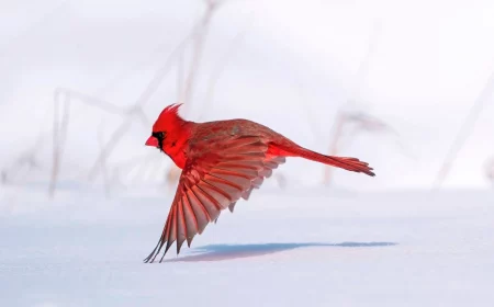 winter birds red northern cardinal flying