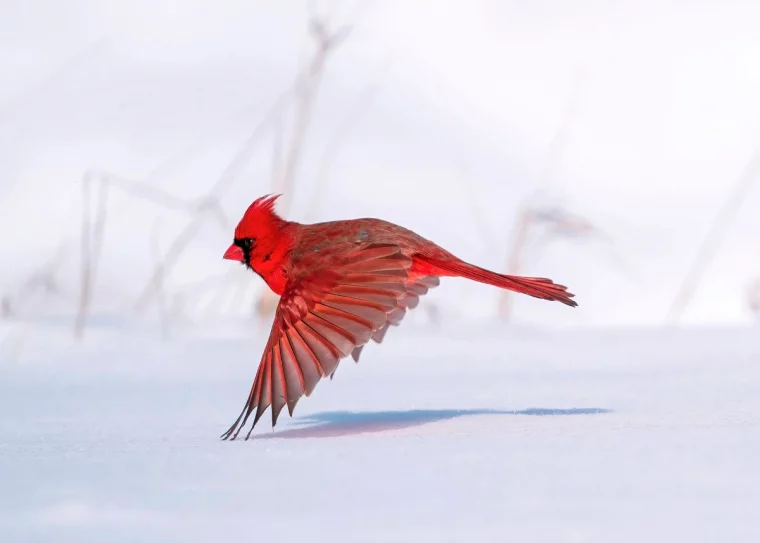 winter birds red northern cardinal flying