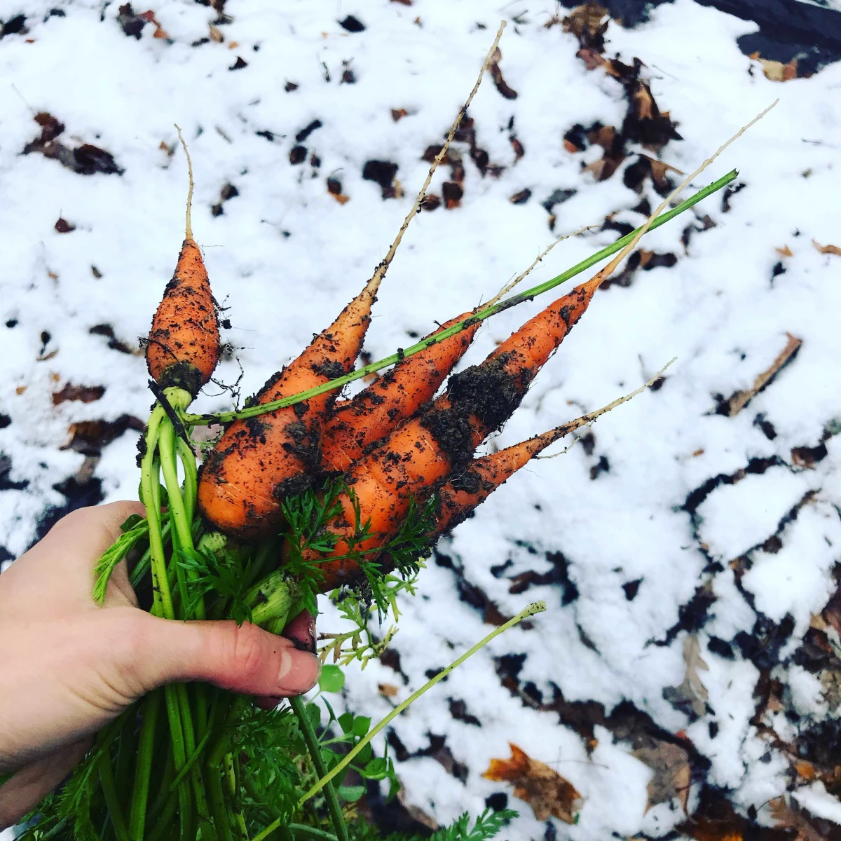 winter crops carrots over snow