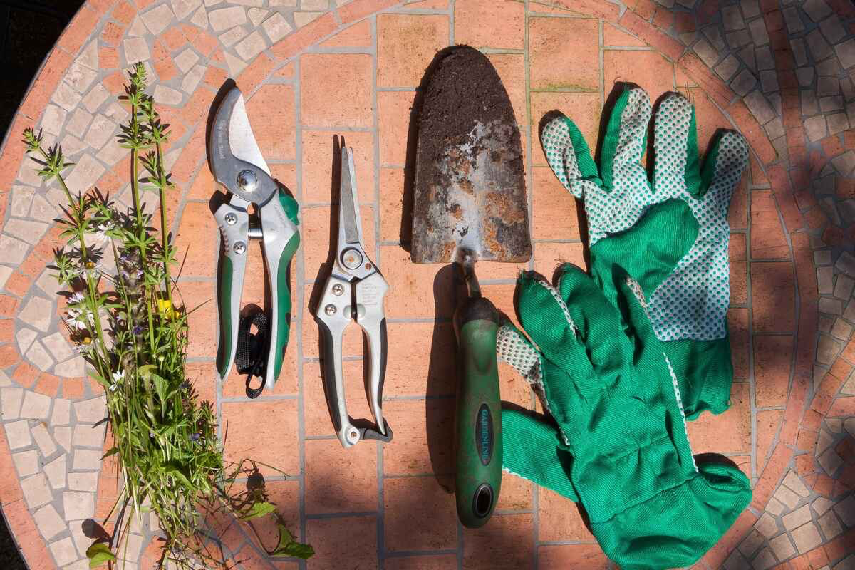 winter gardening tips beginners