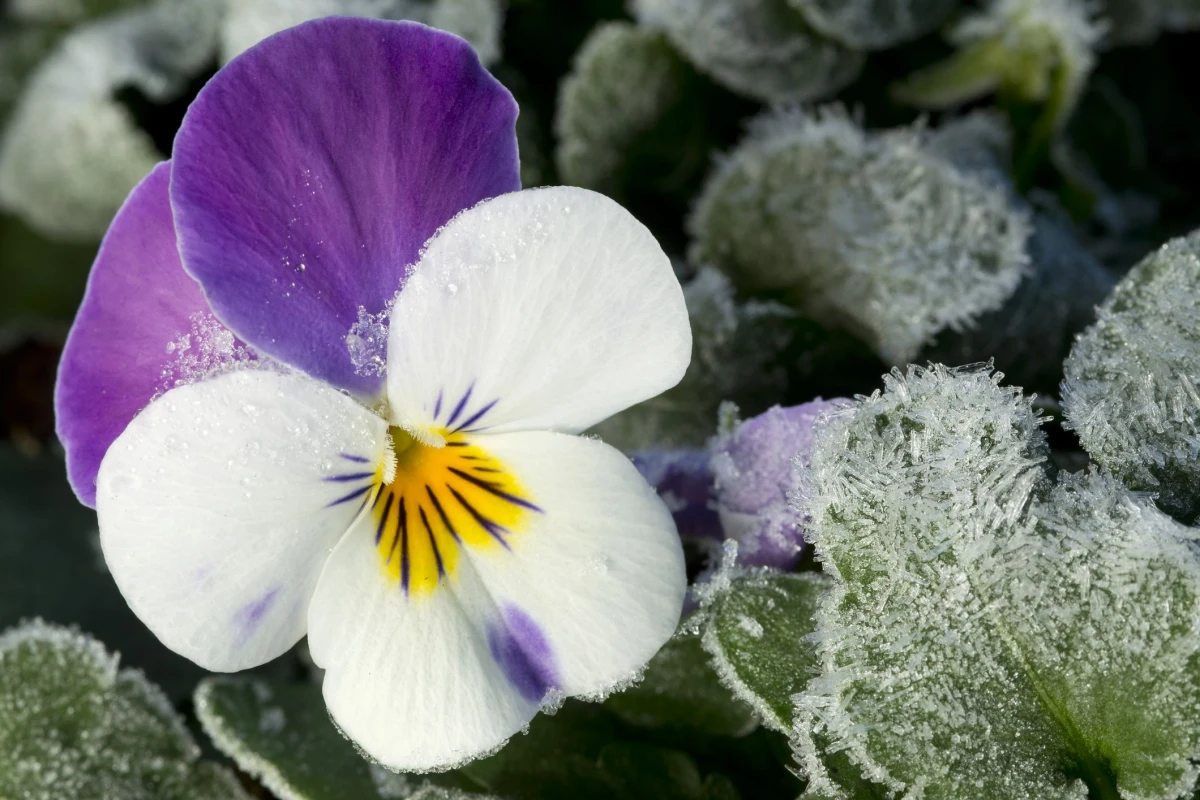 winter pansies in frost