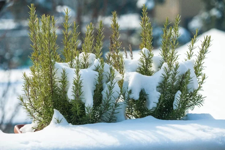 winterize rosemary rosemary plant in snow