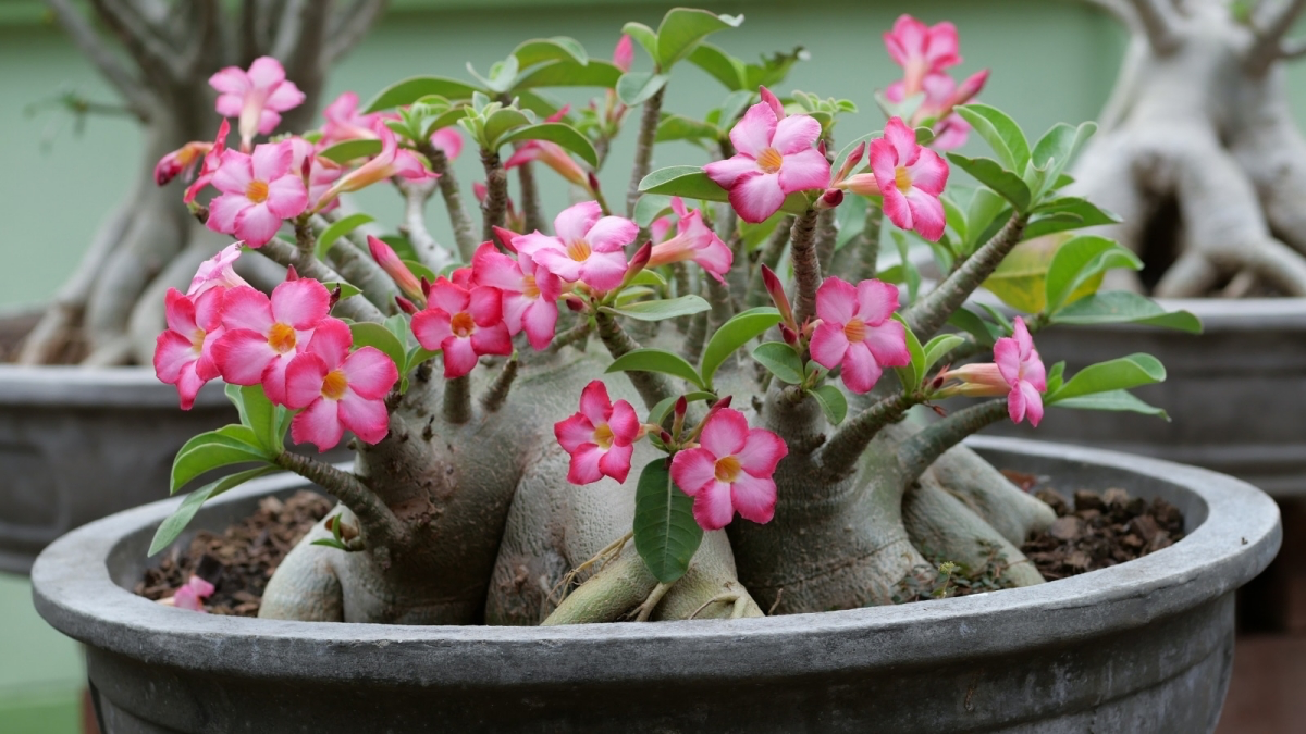 desert rose cactus growing in container with pink blooms