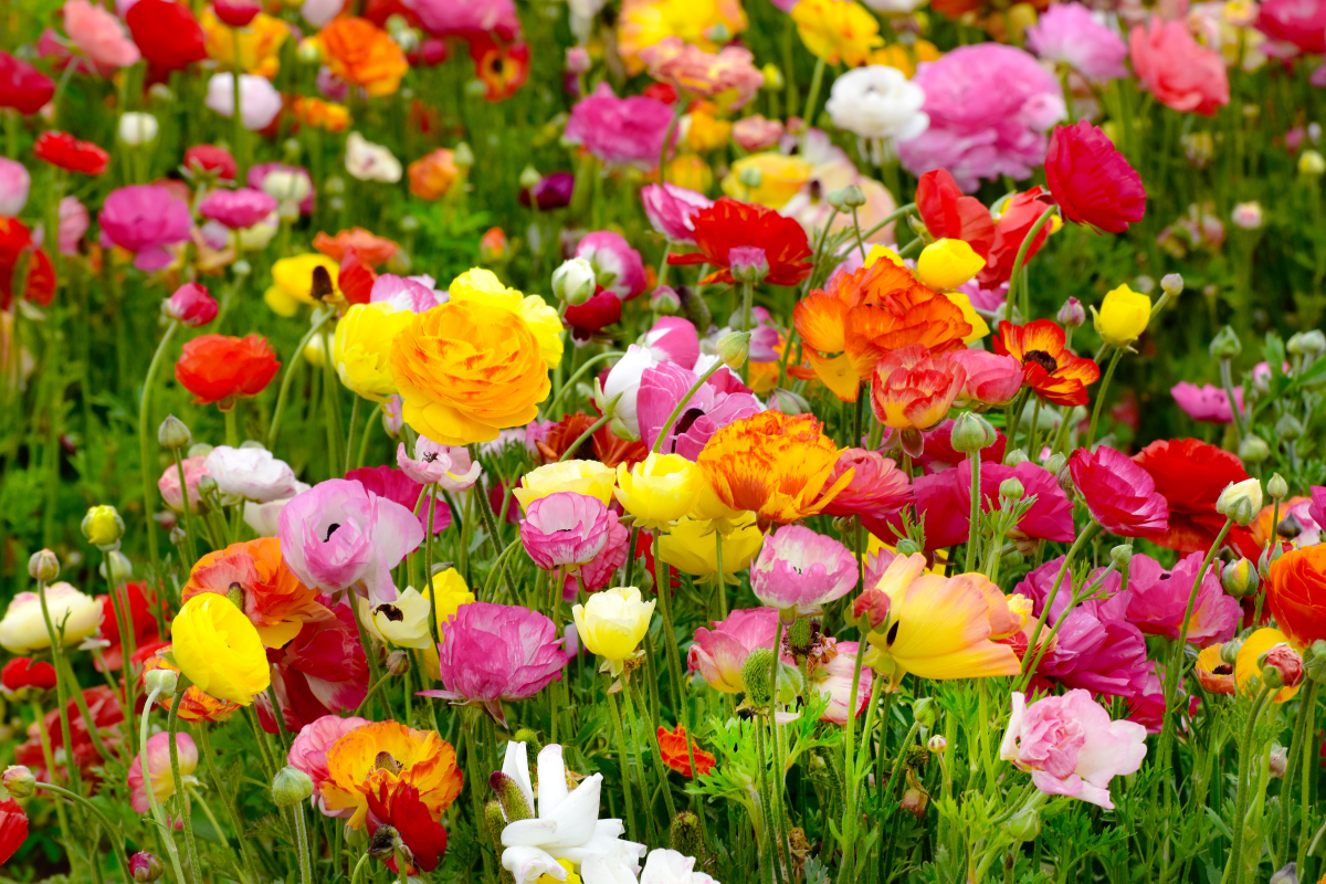 how to plant and grow ranunculus