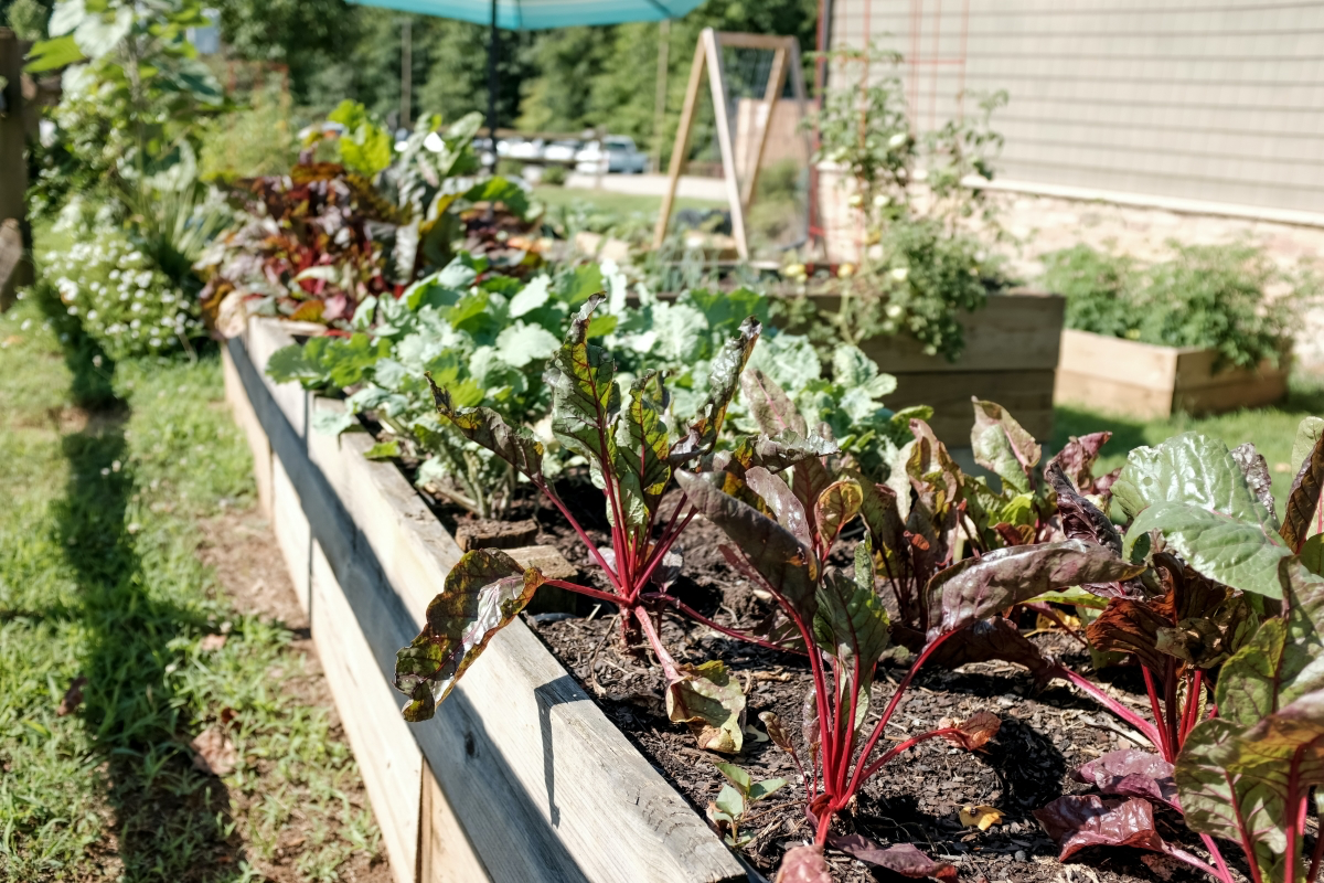 raised bed gardening common mistakes to avoid