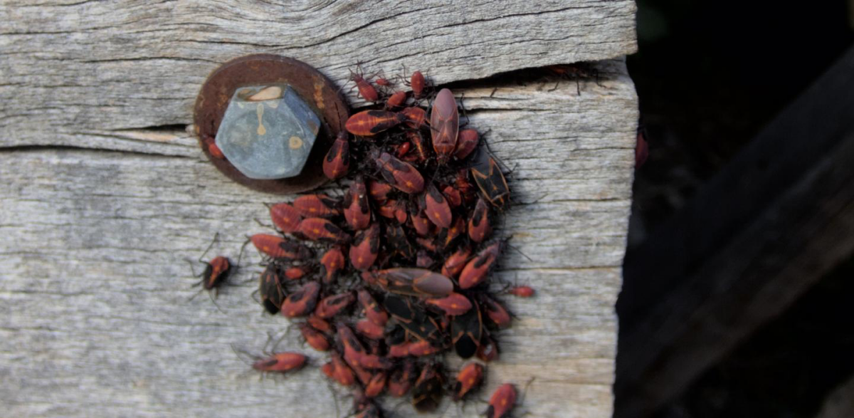 a lot of boxelder bugs in one place