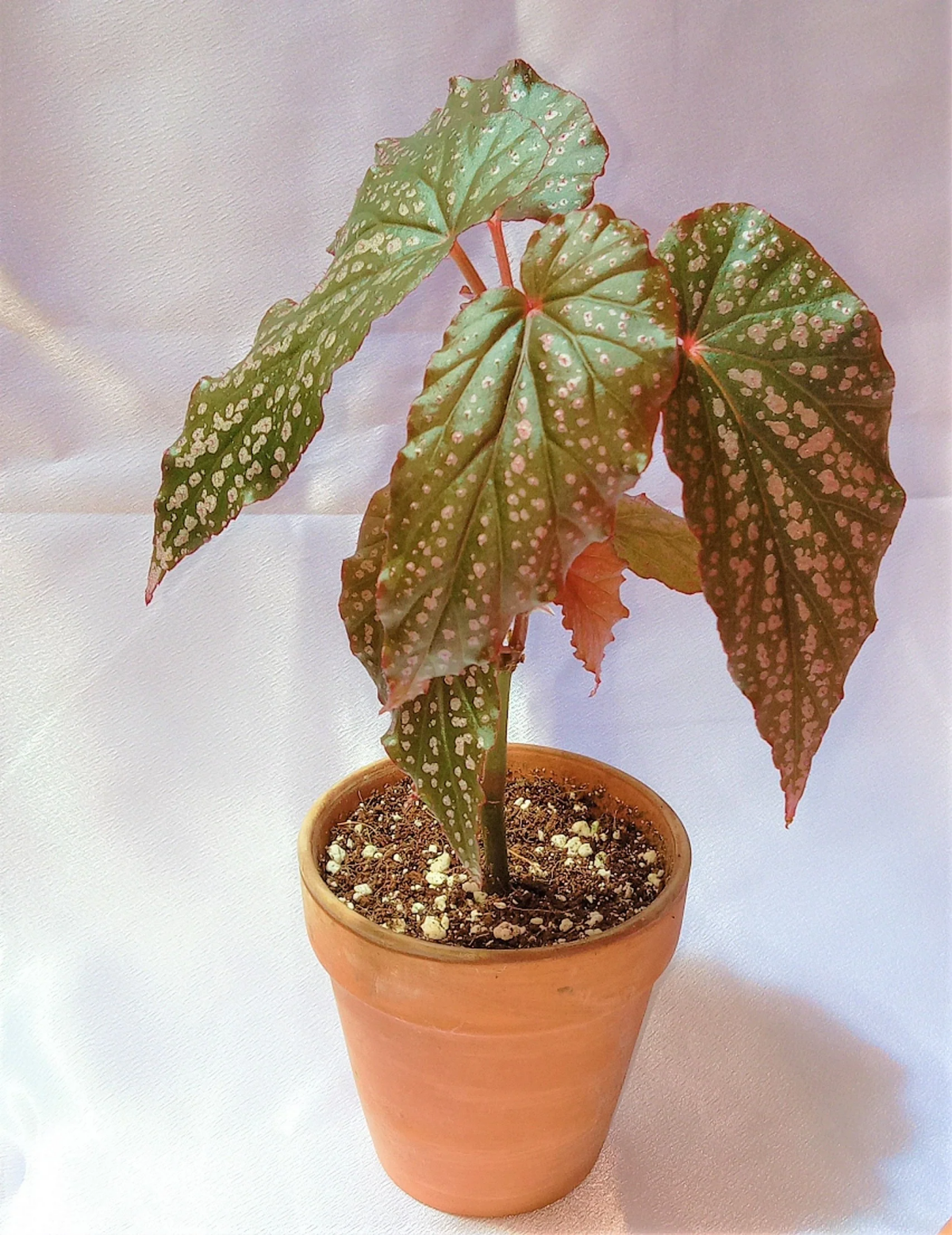 angel wing begonia light requirements.jpg