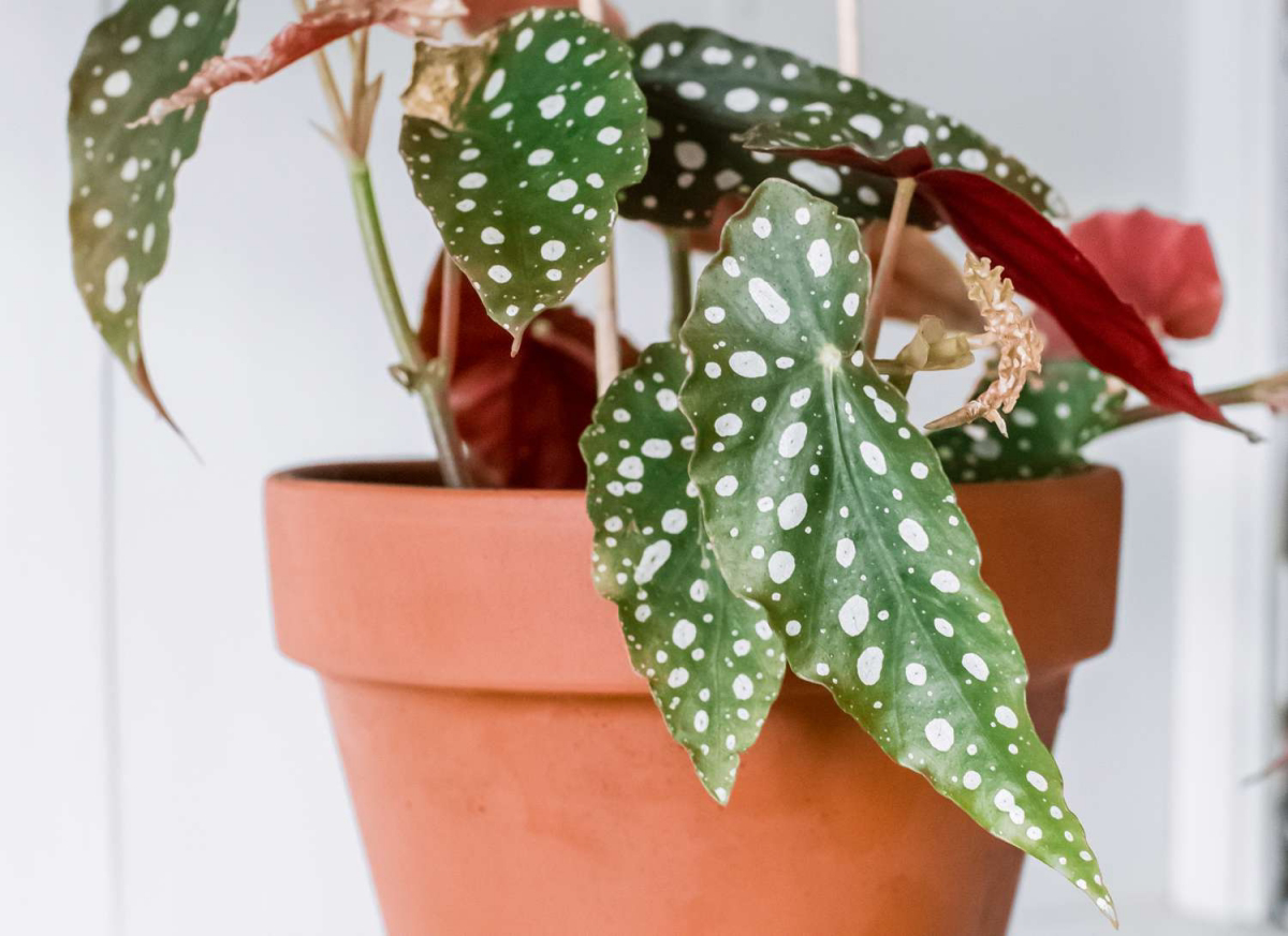 angel wing begonia toxic to cats
