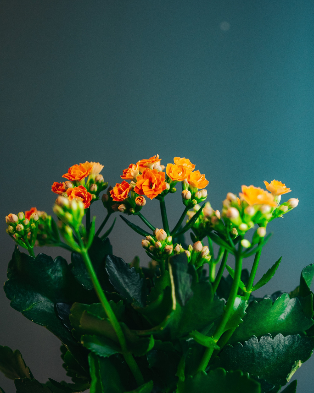 are kalanchoe toxic to cats